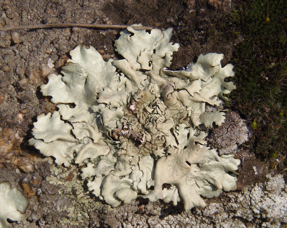 Image of familia Parmeliaceae specimen.