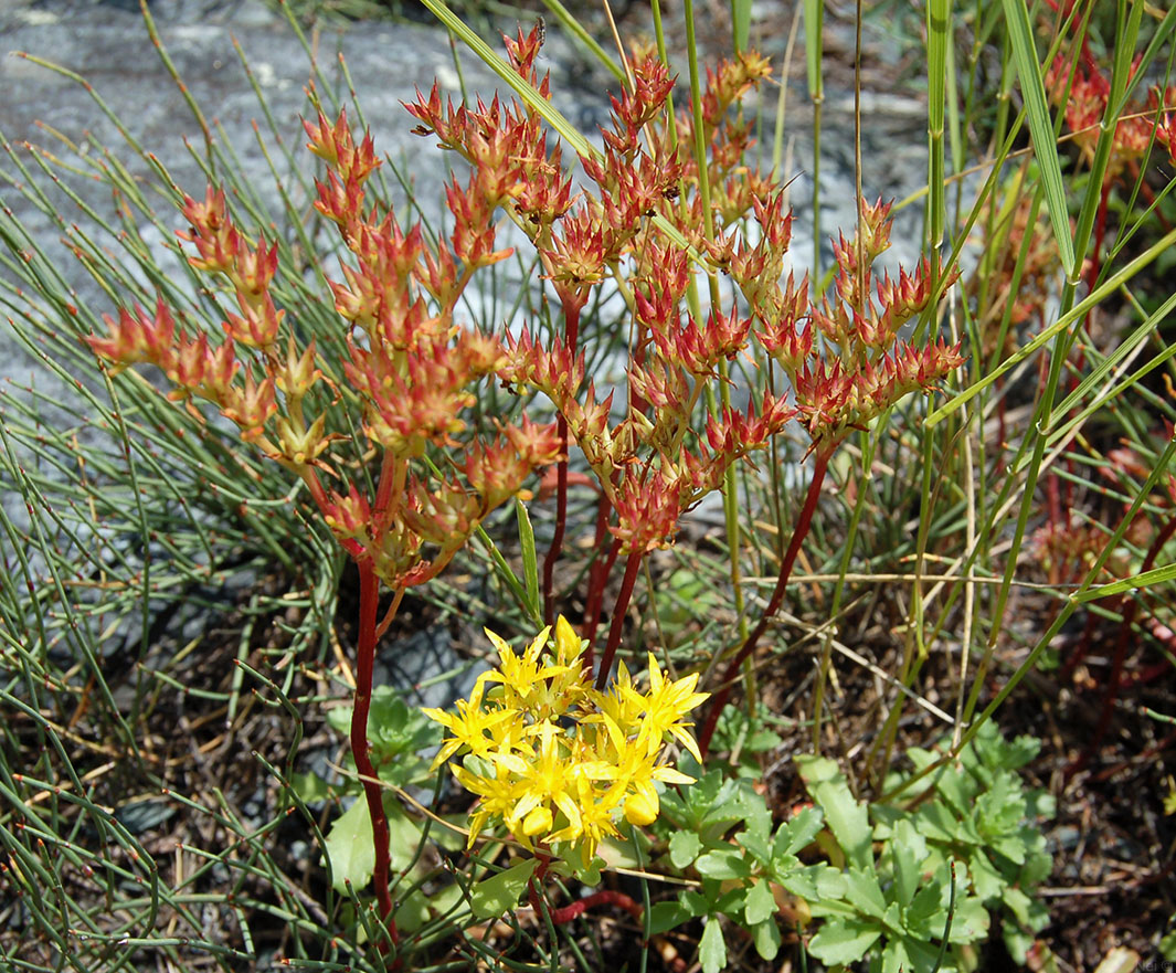 Image of Aizopsis hybrida specimen.