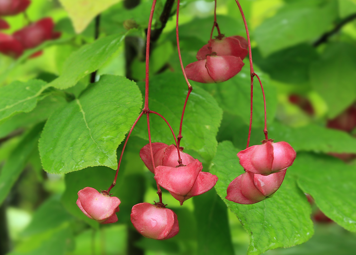 Image of Euonymus miniatus specimen.