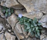 Omphalodes подвид scopulorum