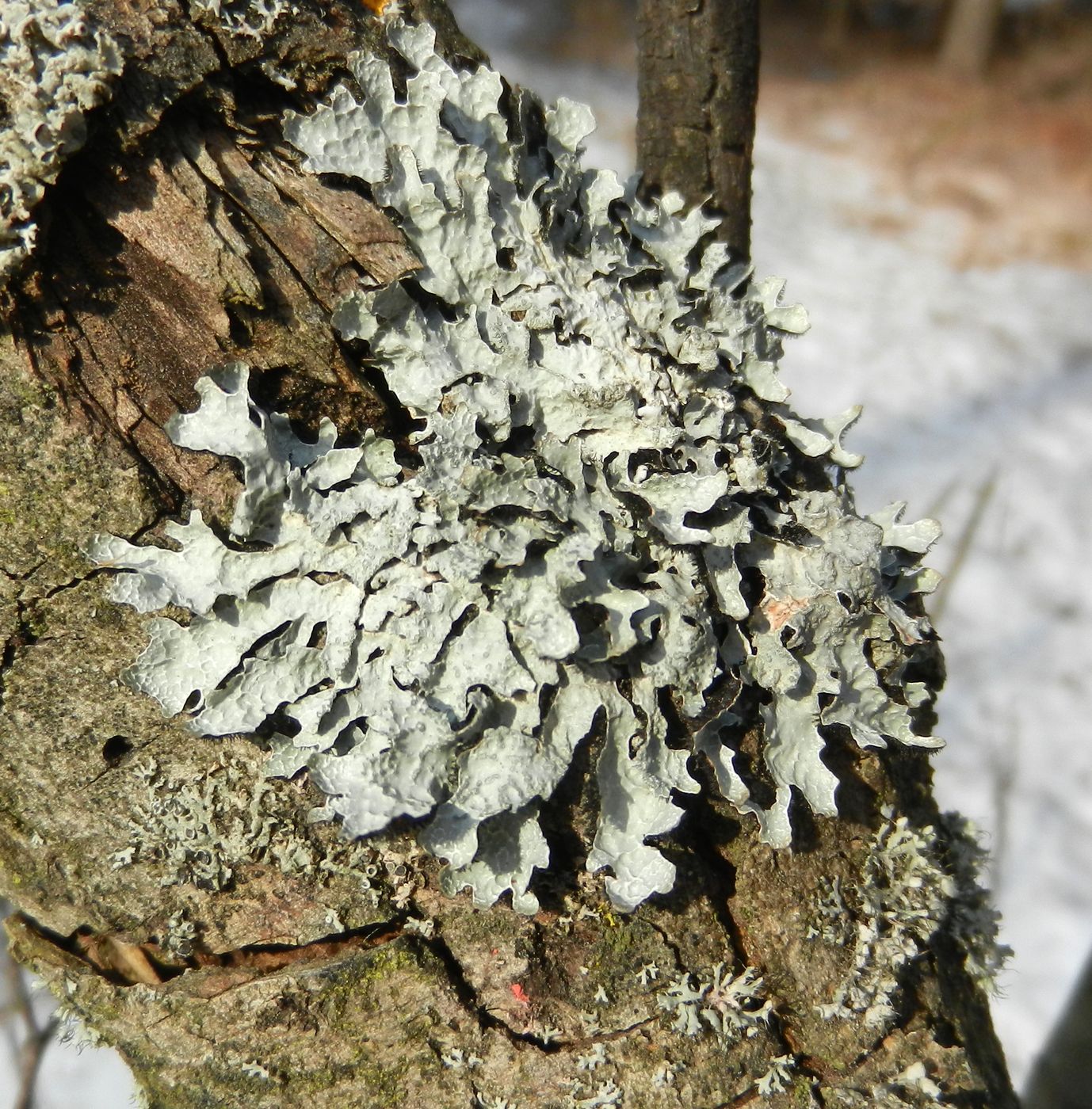 Image of Parmelia sulcata specimen.