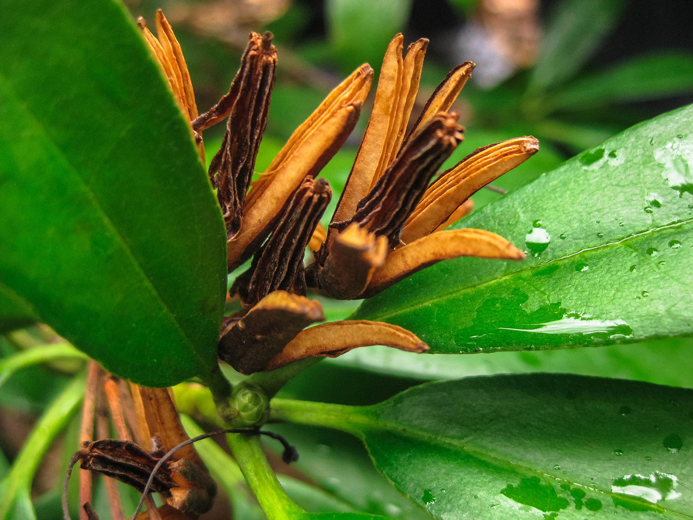 Изображение особи Rhododendron ponticum.