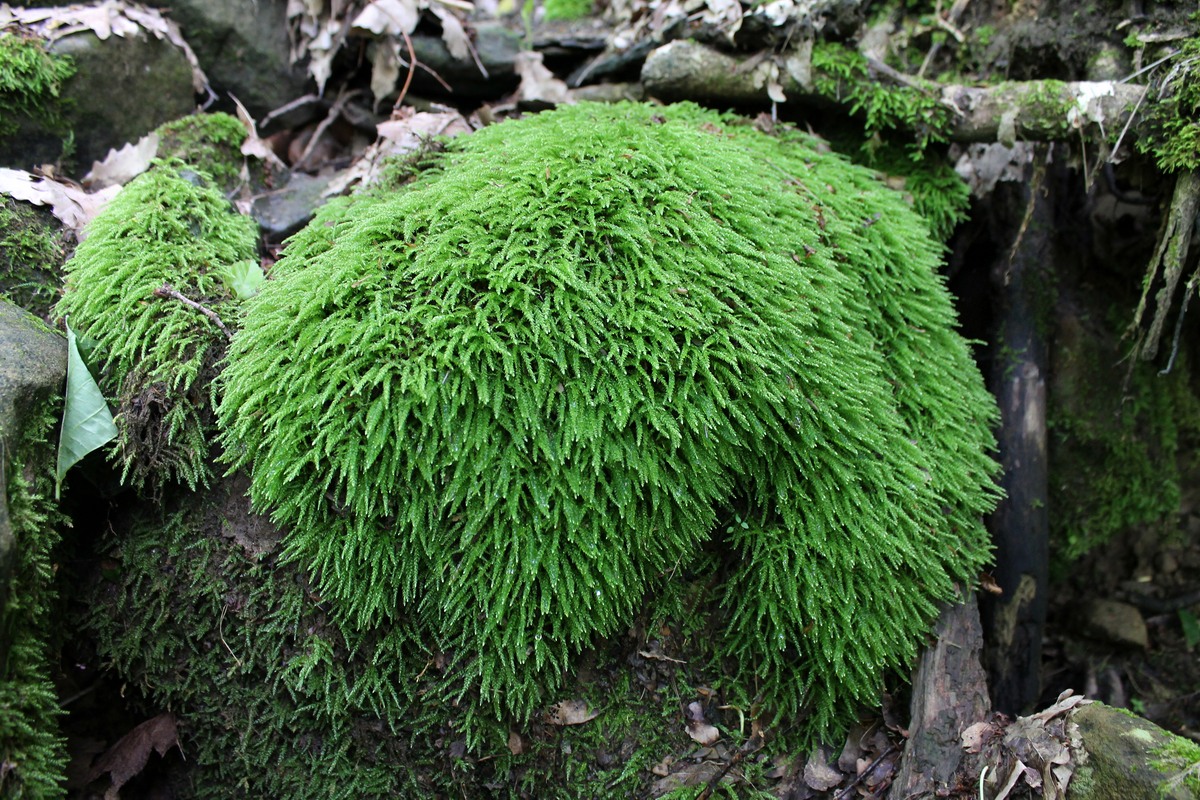 Image of Brachythecium rivulare specimen.