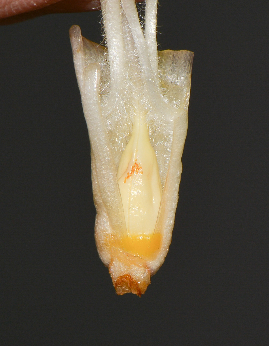 Image of Cistanche tubulosa specimen.