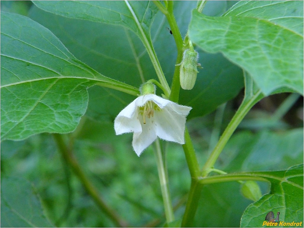 Image of Alkekengi officinarum specimen.