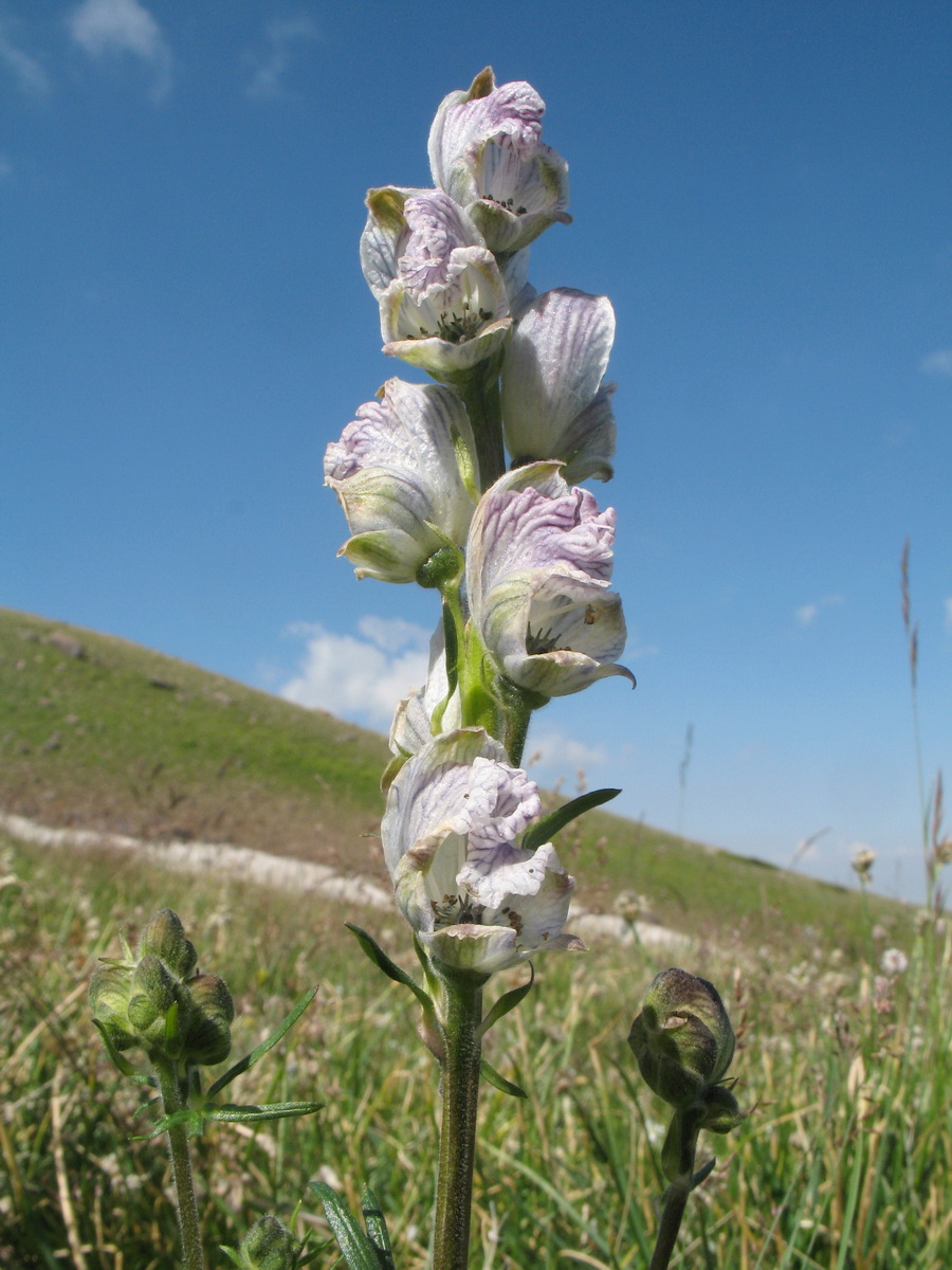 Image of Aconitum rotundifolium specimen.