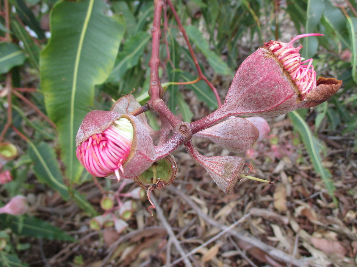 Image of Corymbia ficifolia specimen.