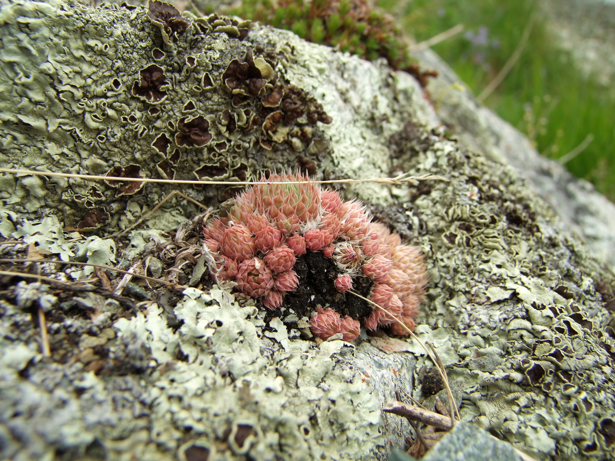 Изображение особи Orostachys spinosa.