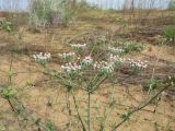 Oedibasis apiculata. Верхушка зацветающего растения. Казахстан, Южное Прибалхашье, южная кромка пустыни Таукум, межбарханное понижение. 25 мая 2017 г.