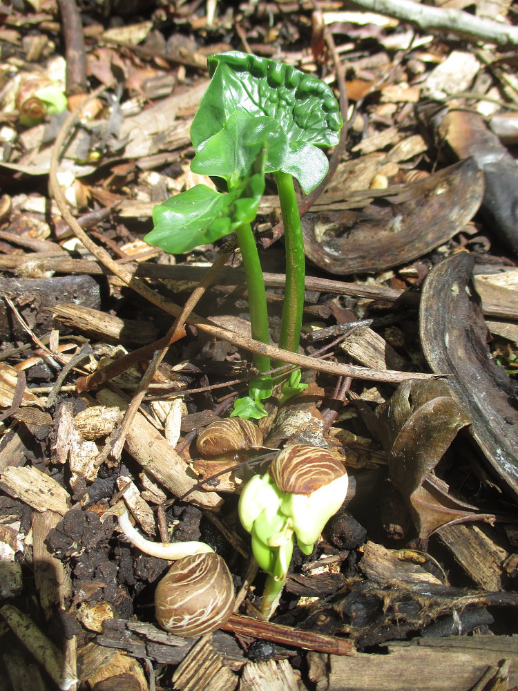 Image of Pachira insignis specimen.