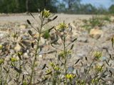 Draba nemorosa. Верхушки отцветающих и плодоносящих побегов. Магаданская обл., Ольский р-н, окр. пгт Ола, на насыпи дамбы. 28.06.2017.