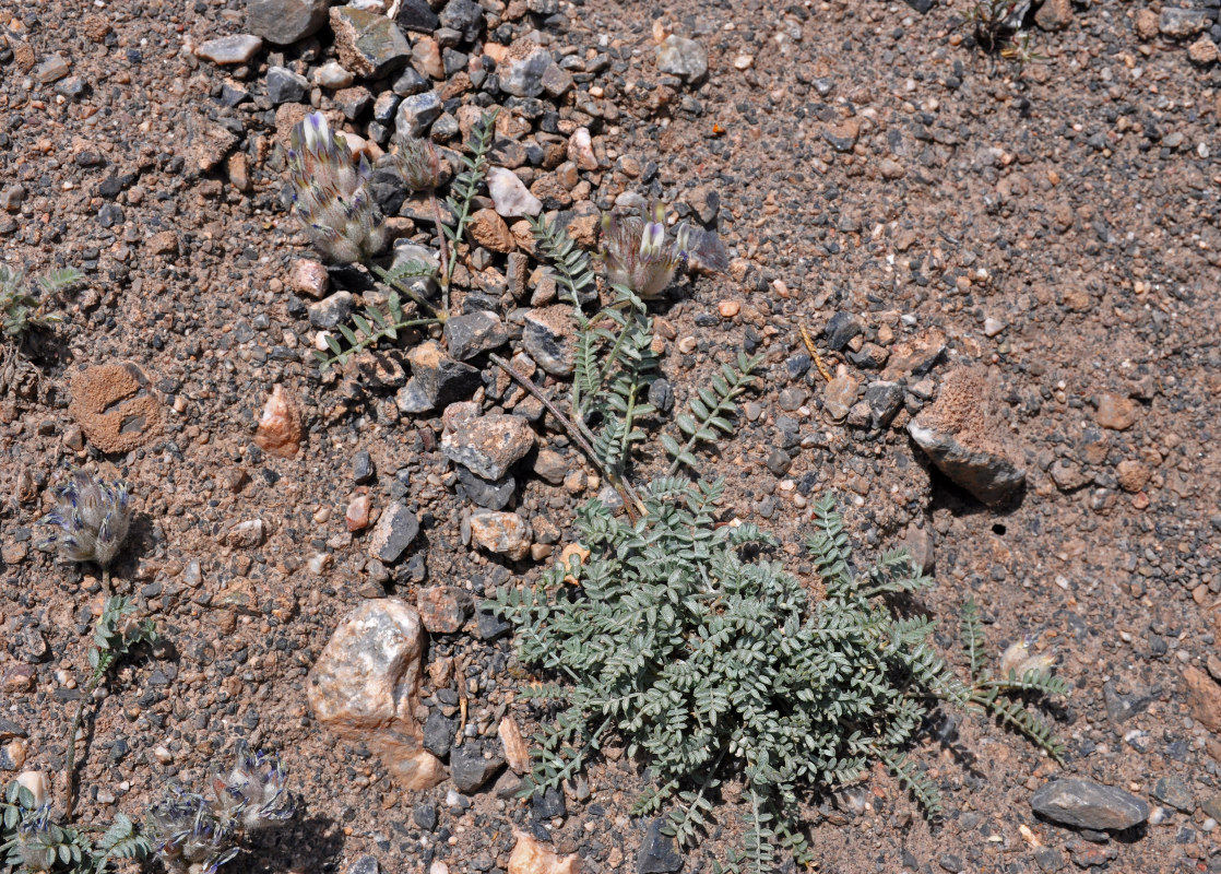 Image of Astragalus nivalis specimen.