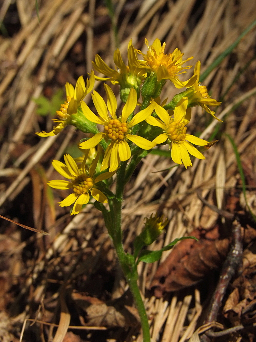 Изображение особи Solidago cuprea.