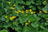 Caltha polypetala