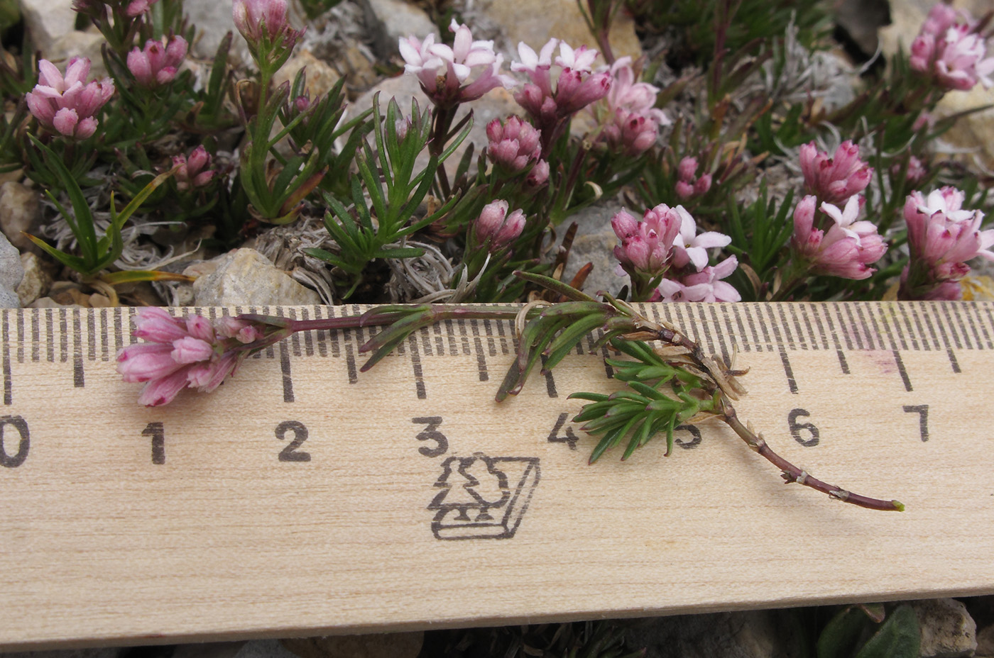 Image of Asperula abchasica specimen.