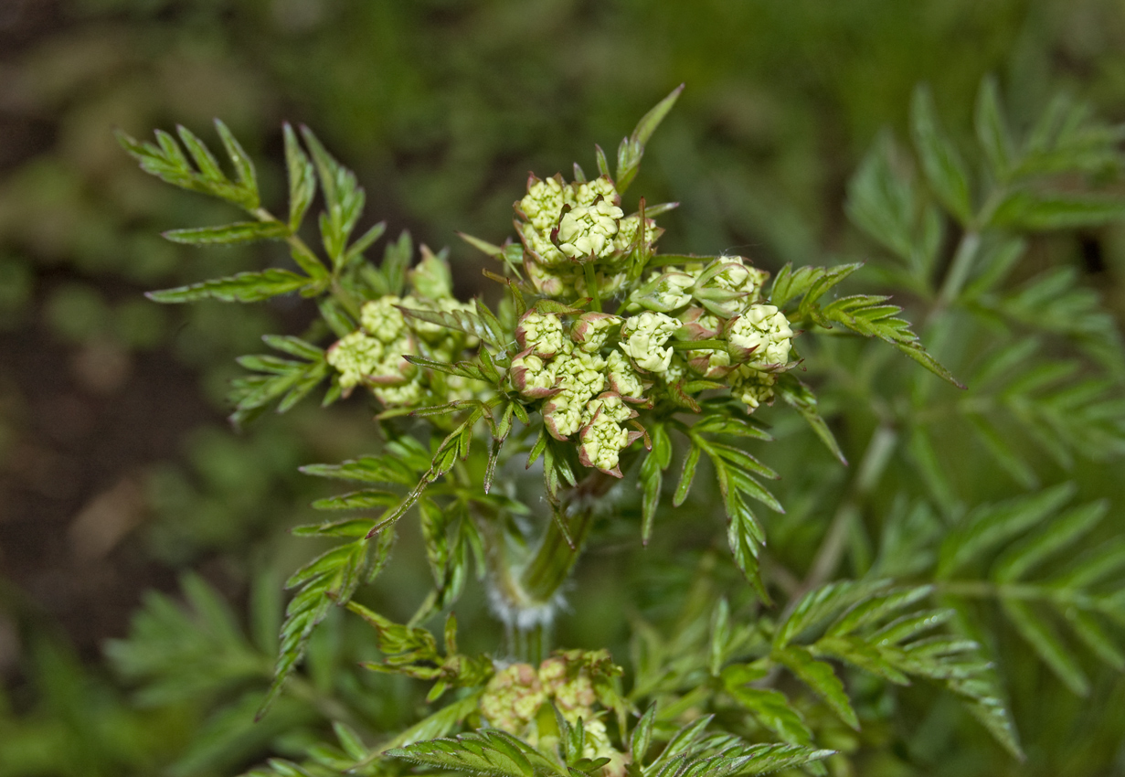 Image of Anthriscus sylvestris specimen.