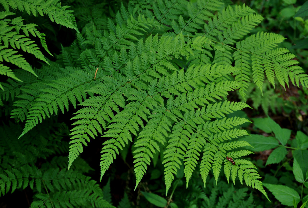 Папоротник щитовник мужской. Щитовник распростёртый. Dryopteris expansa. Щитовник широкий. Щитовник распростертый, щ.подобный (dryopteris expansa).