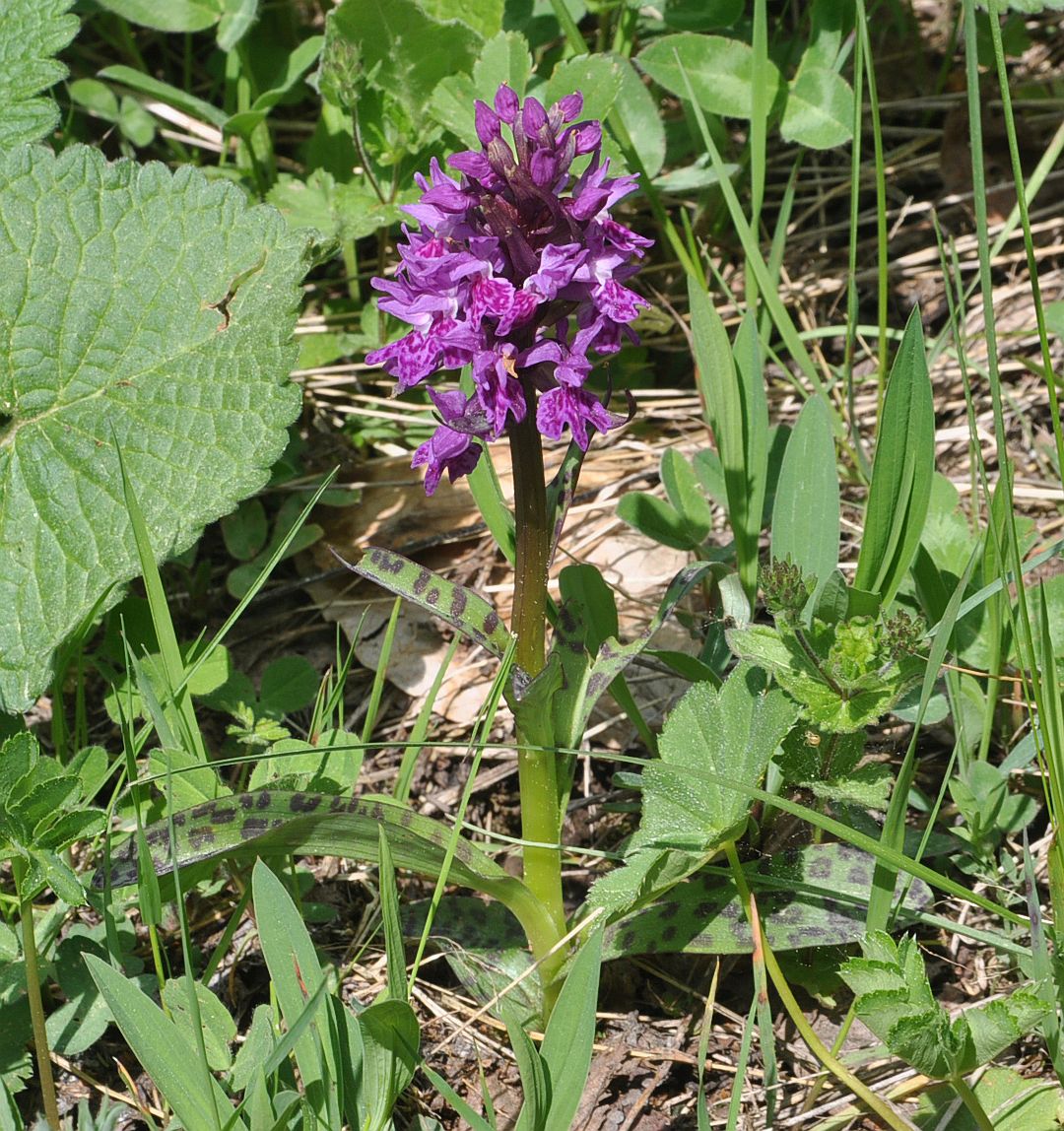 Изображение особи Dactylorhiza urvilleana.