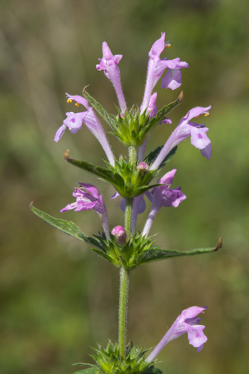 Image of Galeopsis ladanum specimen.