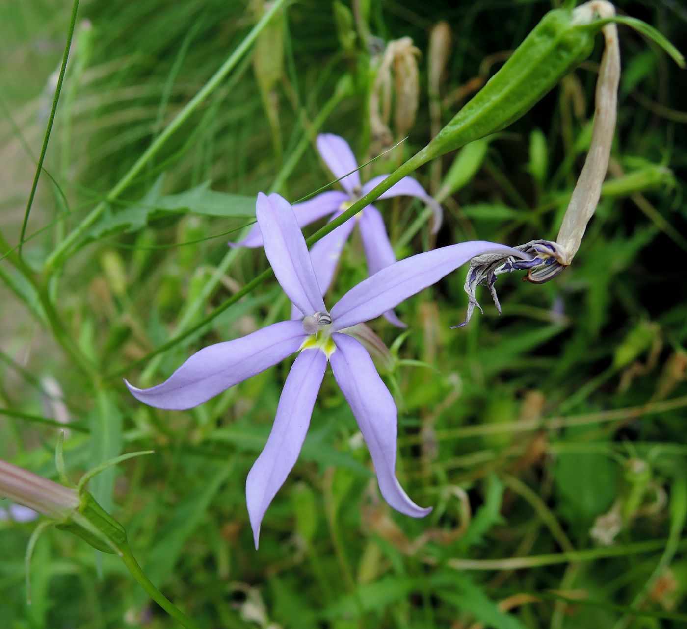 Image of Isotoma axillaris specimen.