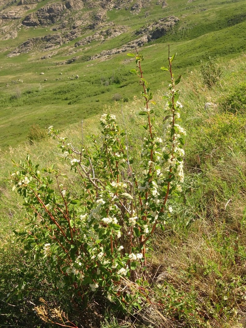 Image of Cotoneaster multiflorus specimen.