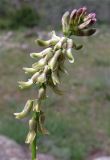 Astragalus falcatus