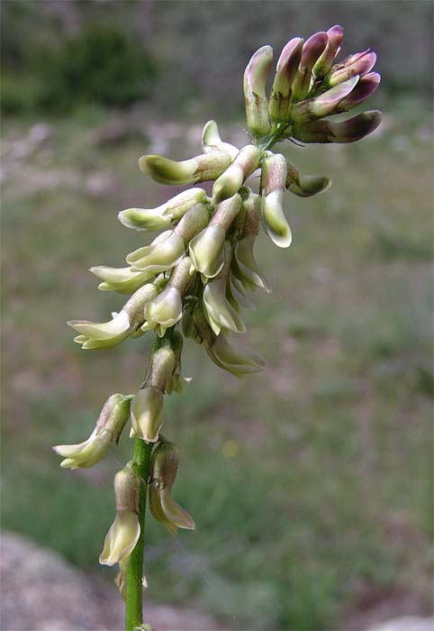 Image of Astragalus falcatus specimen.