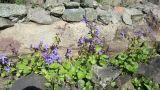 Campanula garganica