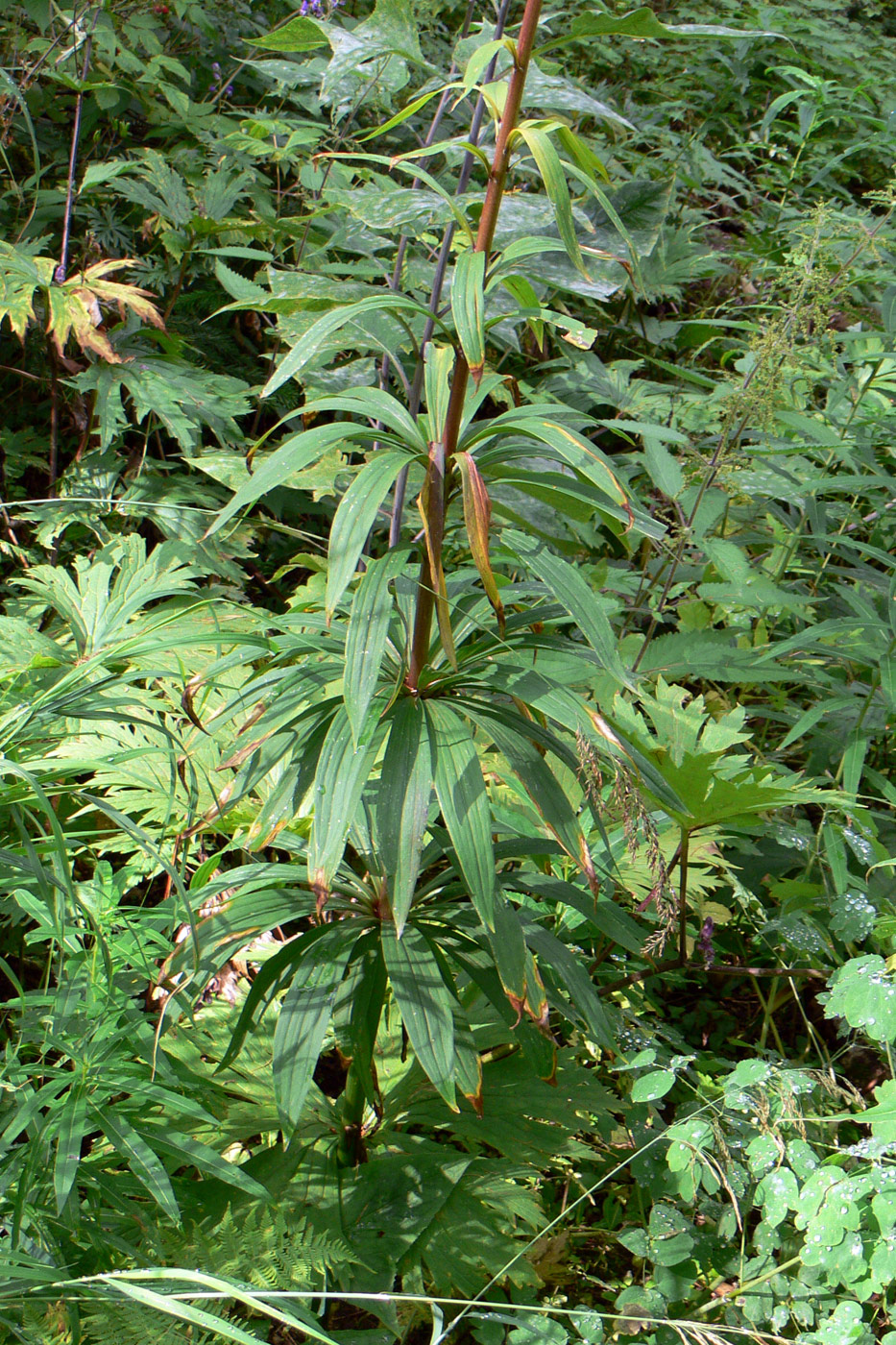 Image of Lilium pilosiusculum specimen.