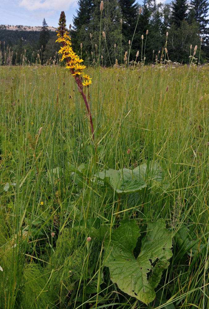 Image of Ligularia sibirica specimen.