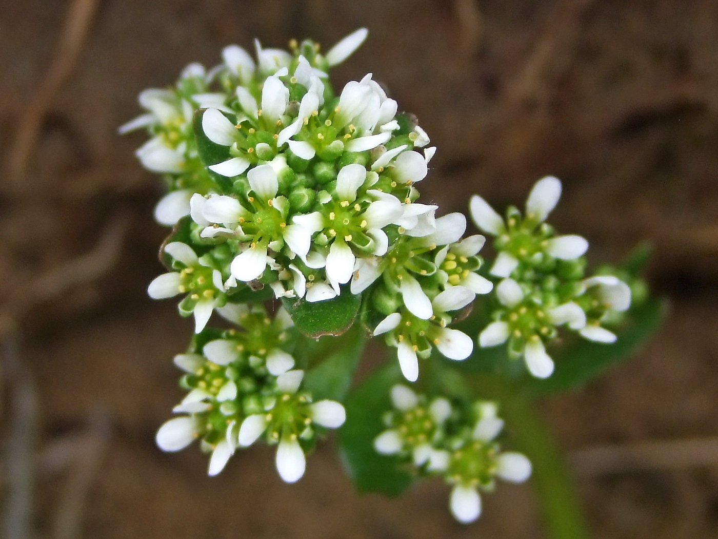 Image of Cochlearia officinalis specimen.