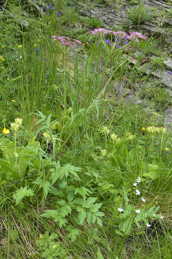 Image of Heracleum roseum specimen.