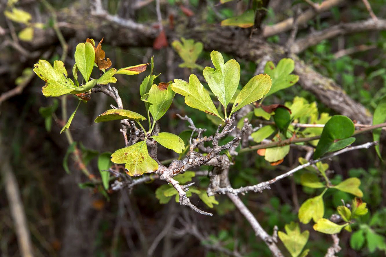 Image of Crataegus &times; sinaica specimen.