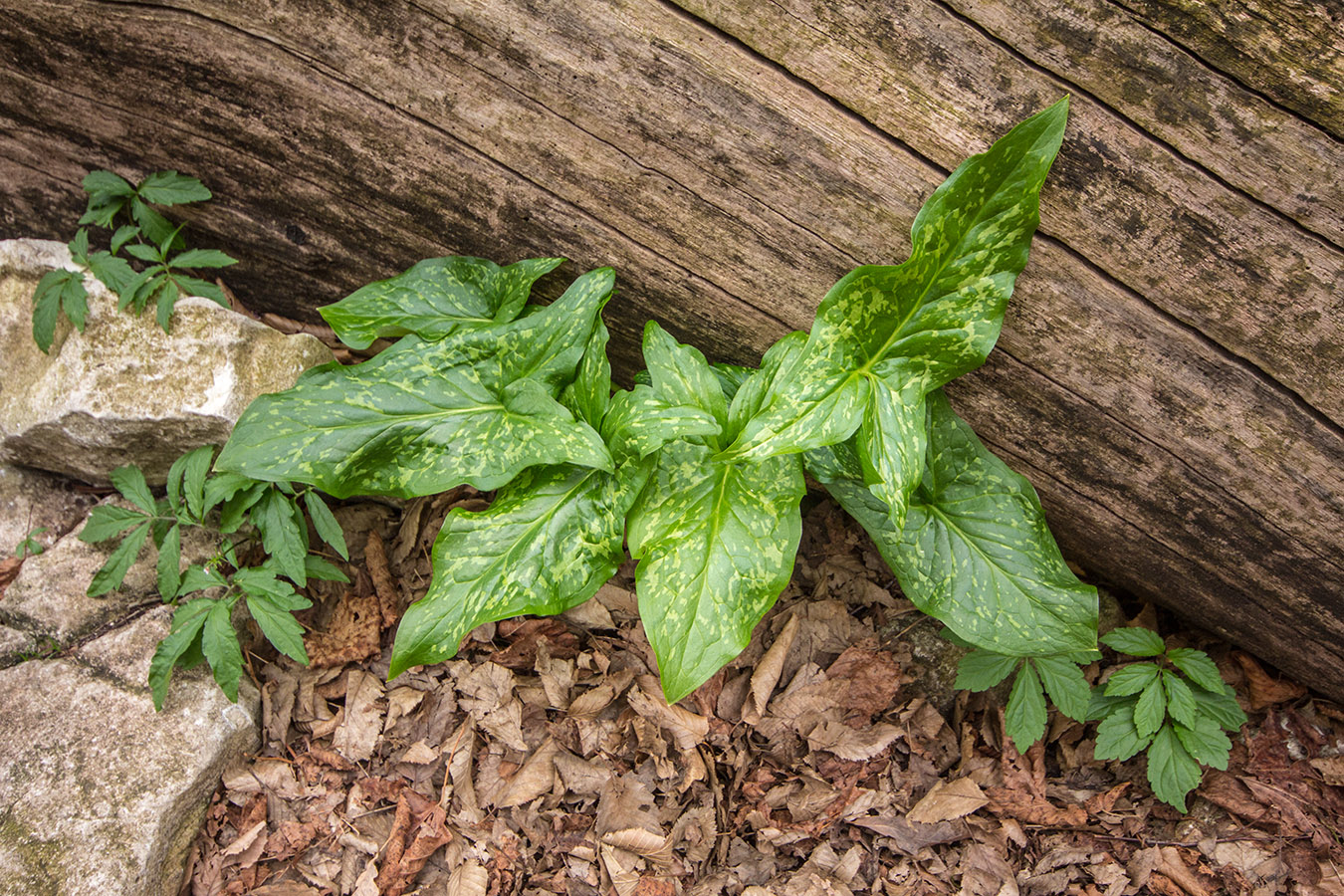 Изображение особи Arum italicum ssp. albispathum.