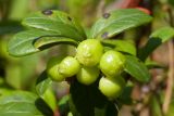 Vaccinium vitis-idaea. Незрелые плоды и листья с поражениями. Финляндия, муниципалитет Савонлинна, окр. туркомплекса Харьюн Портти, склон моренной гряды, зеленомошно-брусничный сосняк. 14.07.2019.