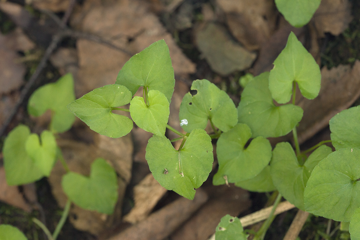 Image of Viola verecunda specimen.