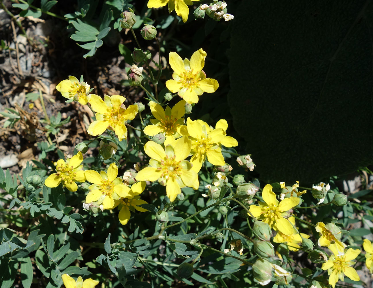 Image of Potentilla orientalis specimen.