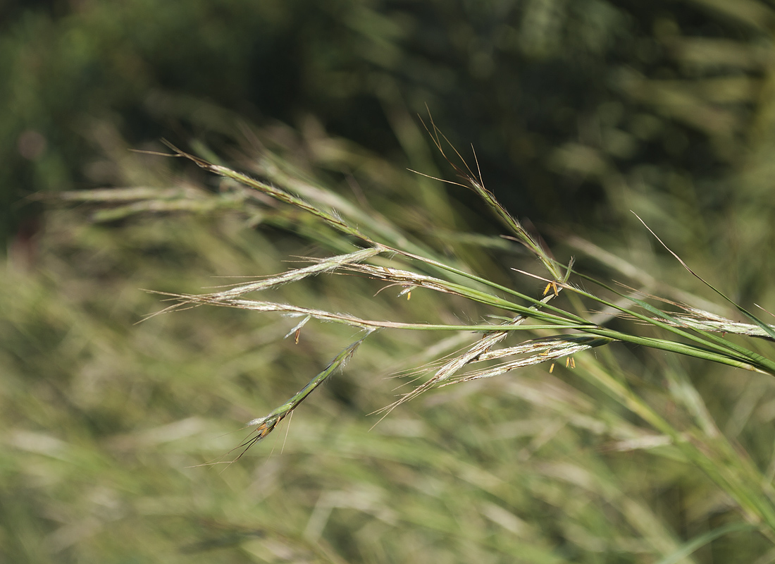 Image of Hyparrhenia hirta specimen.