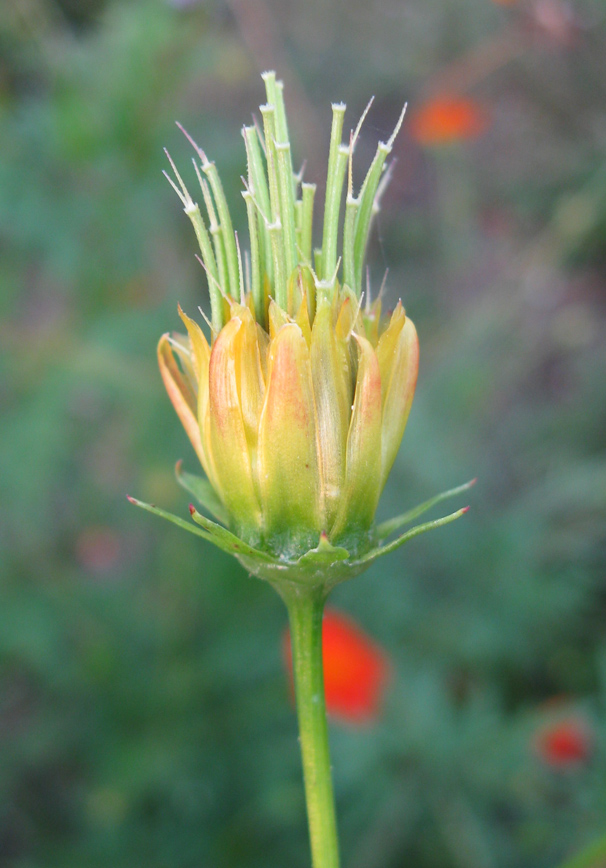 Изображение особи Cosmos sulphureus.