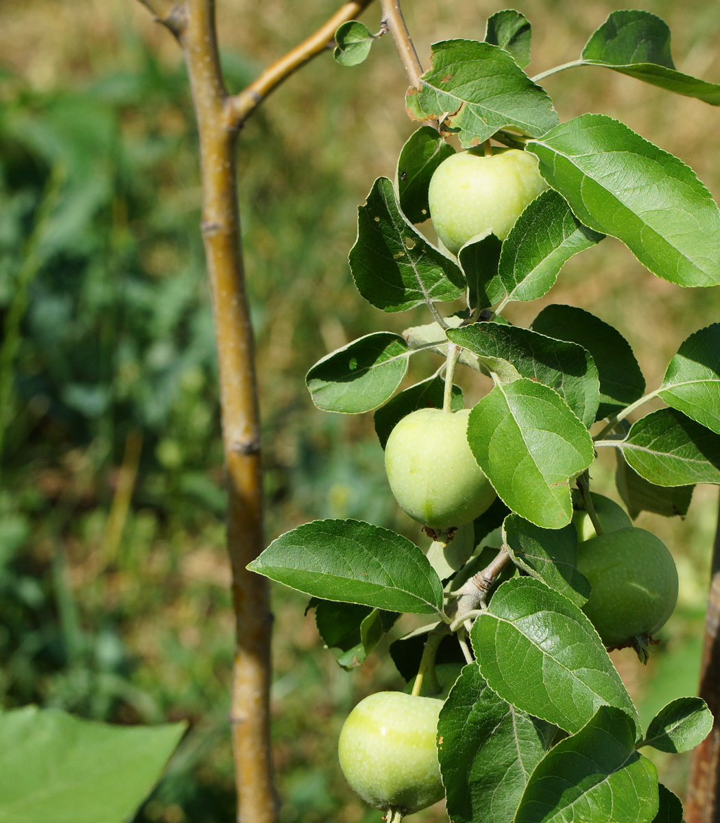 Изображение особи Malus domestica.