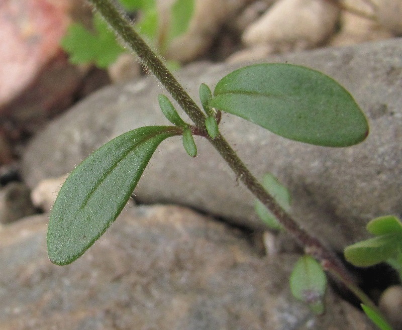 Image of Chaenorhinum minus specimen.