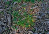 Ranunculus repens. Цветущее растение. Московская обл., окр. г. Железнодорожный, вырубка на опушке смешанного леса. 12.06.2020.