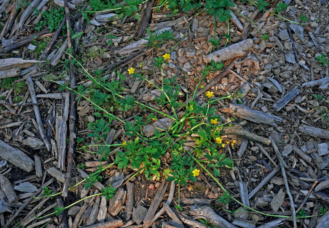 Изображение особи Ranunculus repens.