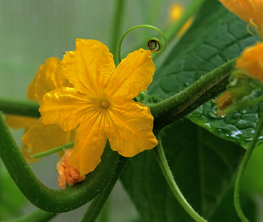 Изображение особи Cucumis sativus.