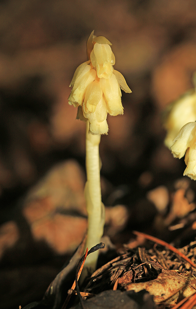 Изображение особи Hypopitys monotropa.