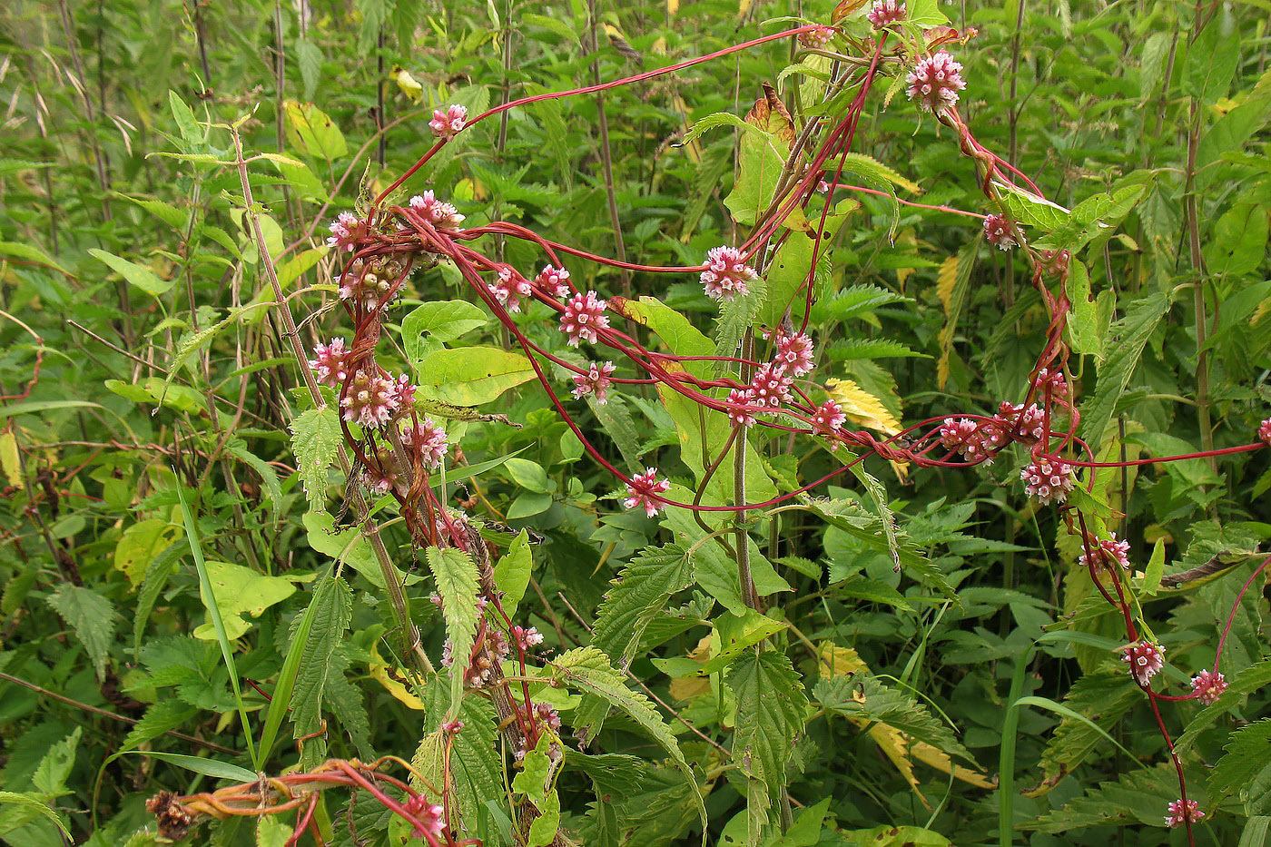 Image of Cuscuta europaea specimen.