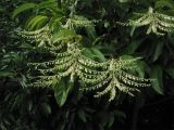 Oxydendrum arboreum