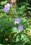 Campanula persicifolia. Верхушка цветущего растения. Владимирская обл., Юрьев-Польский р-н, окр. дер. Елох, берег ручья. 13.07.2006.