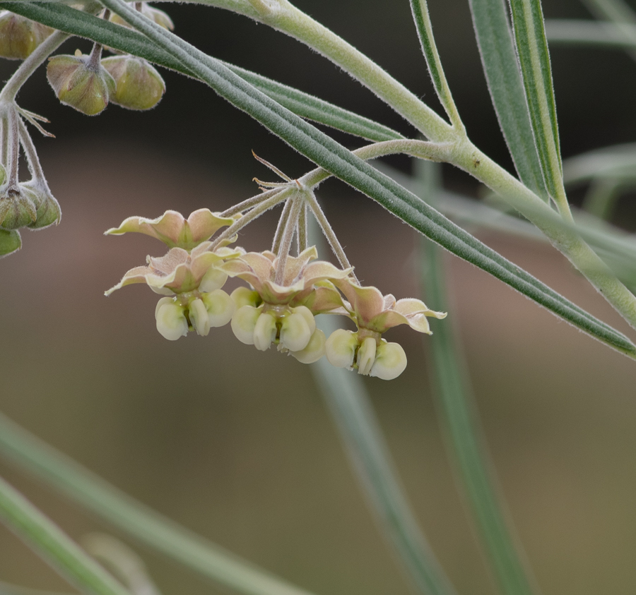 Image of Gomphocarpus tomentosus specimen.