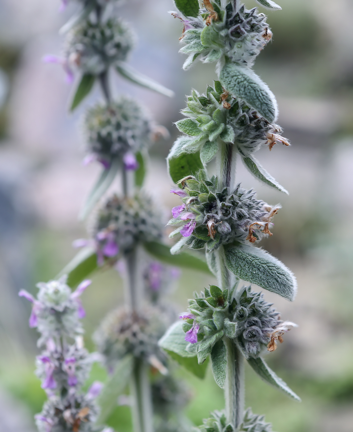 Image of genus Stachys specimen.